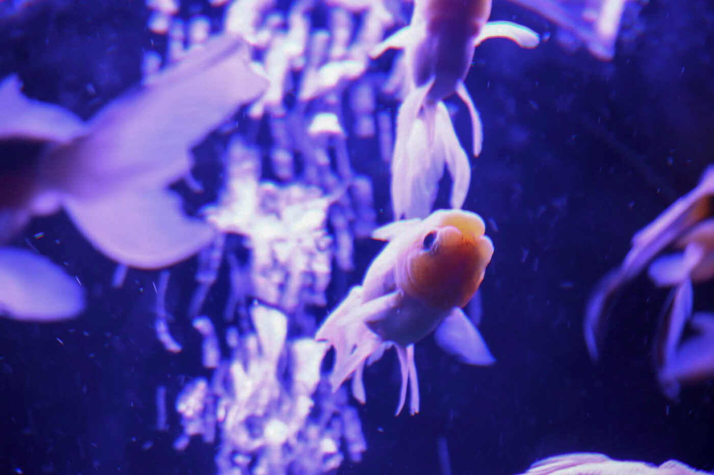 自由に泳ぐ金魚 Goldfish フリー写真 ゆるっとしまりすdays