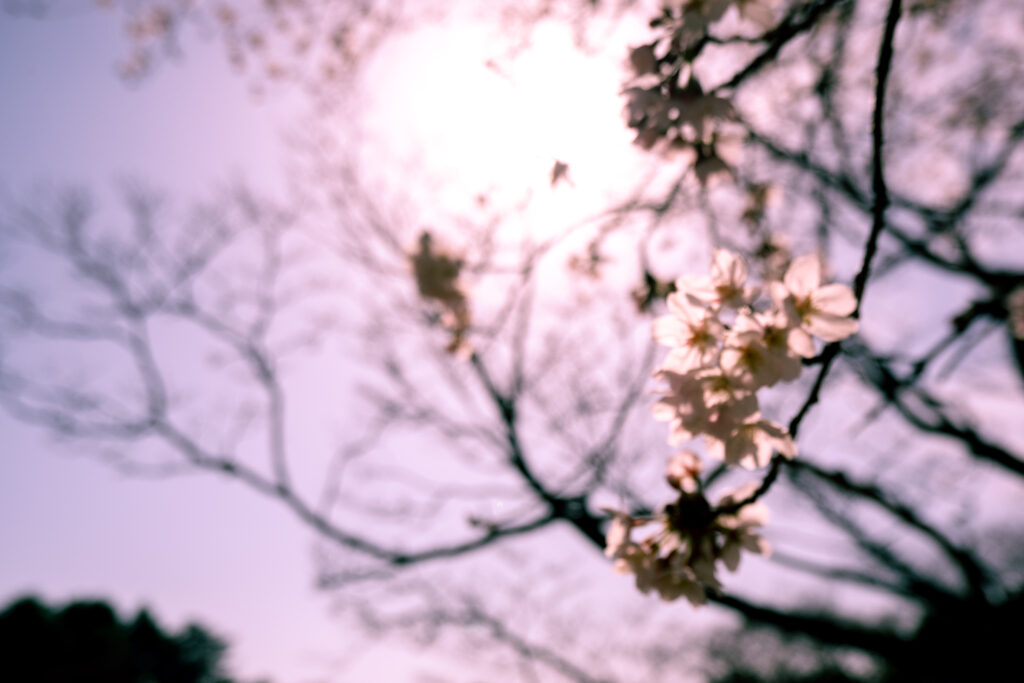 桜 Japanese Cherry Blossom Tree Photos フリー写真 ゆるっとしまりすdays