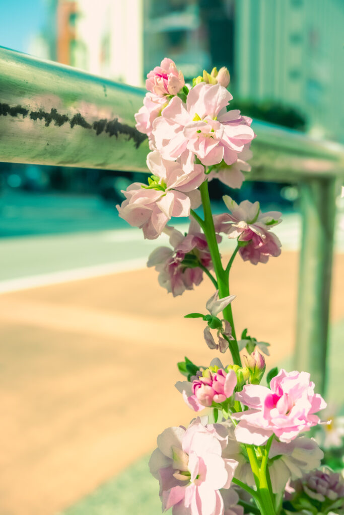 街中の花壇 Flower Bed フリー写真 ゆるっとしまりすdays